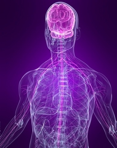 Нервная система и органы чувств
